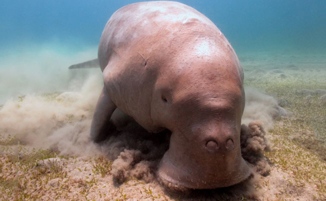 Magical Marine Life in the Philippines