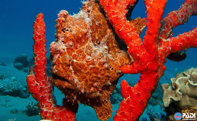 Marine Life in the Philippines - Frogfish