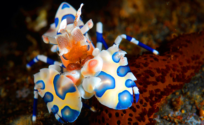 a harelquin shrimp in the philippines