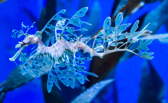 Australia - Leafy Sea Dragon