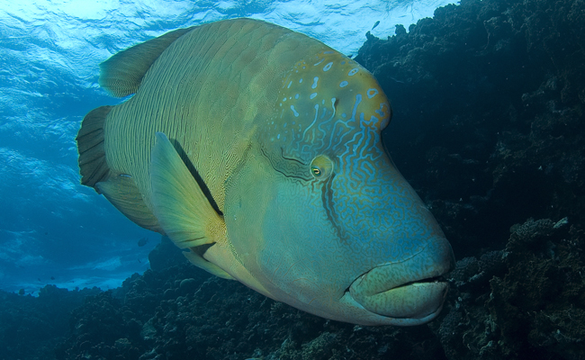 Marine Life in the Philippines - Napolean Wrasse