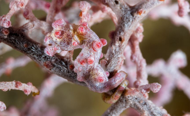 Marine Life in the Philippines - Pygmy Seahorse