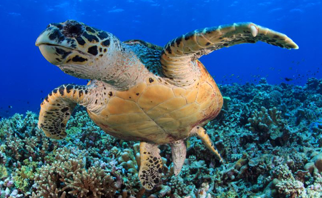 Marine Life in the Philippines - Sea Turtle