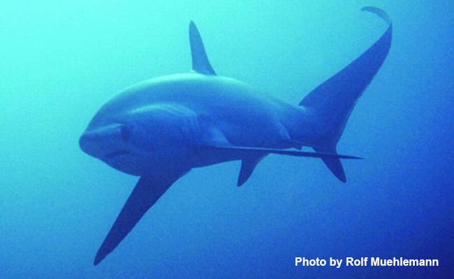 Marine Life in the Philippines - Thresher Shark