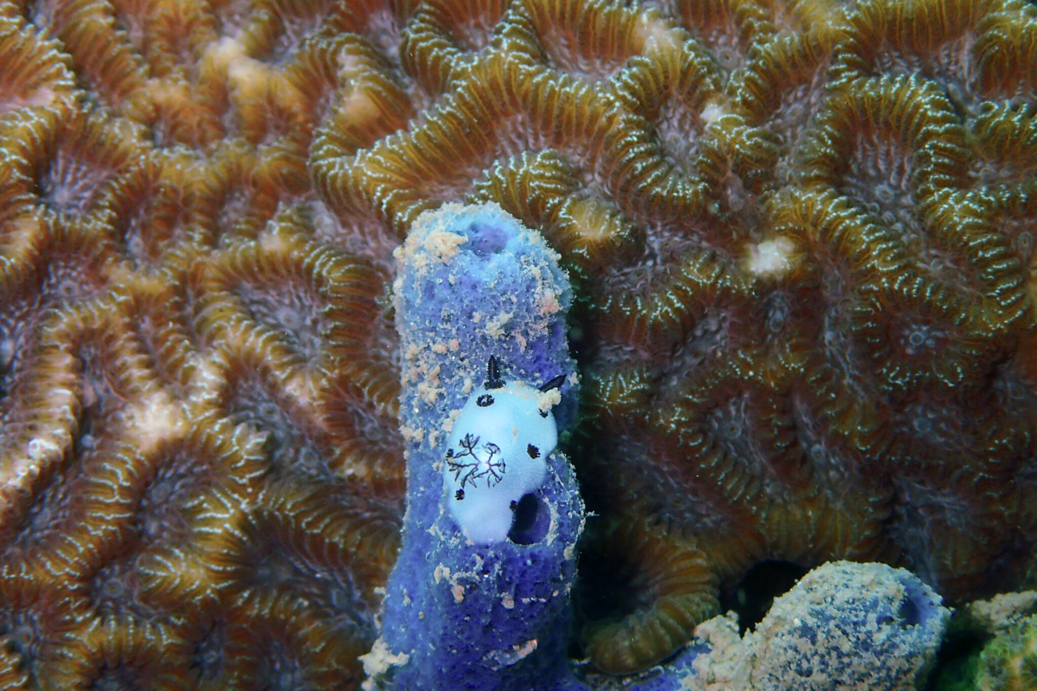 Five Things You Need to Know About the Sea Bunny