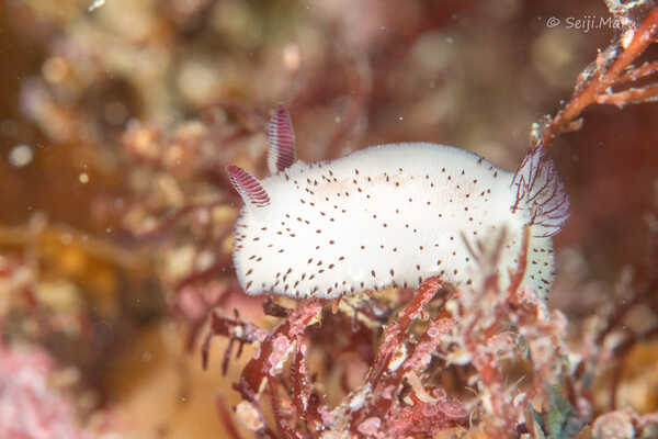a sea bunny in Japan on a coral reef