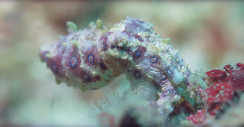 Scuba Diving Malapascua Island - Blue Ringed Octopus