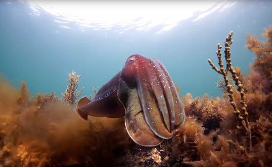 Great Southern Reef - Cuttlefish