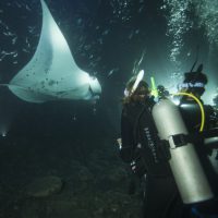 emily-hawaii-rays-night-dive