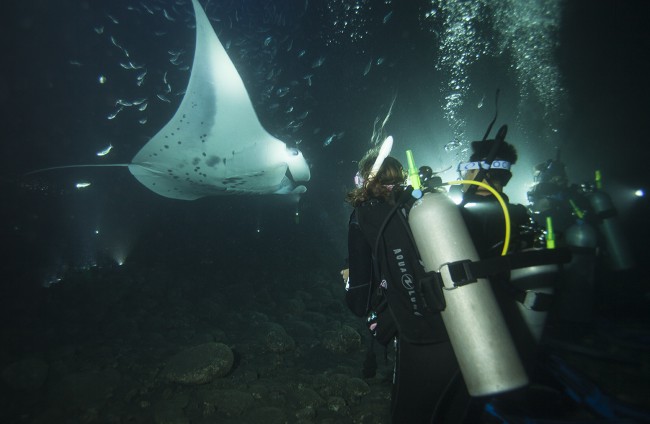 emily-hawaii-rays-night-dive