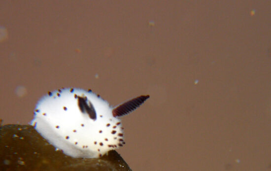 The tiny jorunna parva sea slug, otherwise known as the cute sea bunny