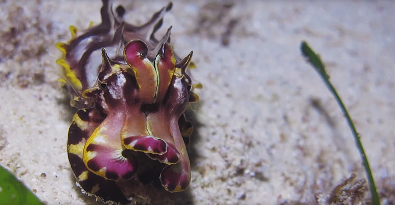 Scuba Diving Malapascua Island - Nudibranch