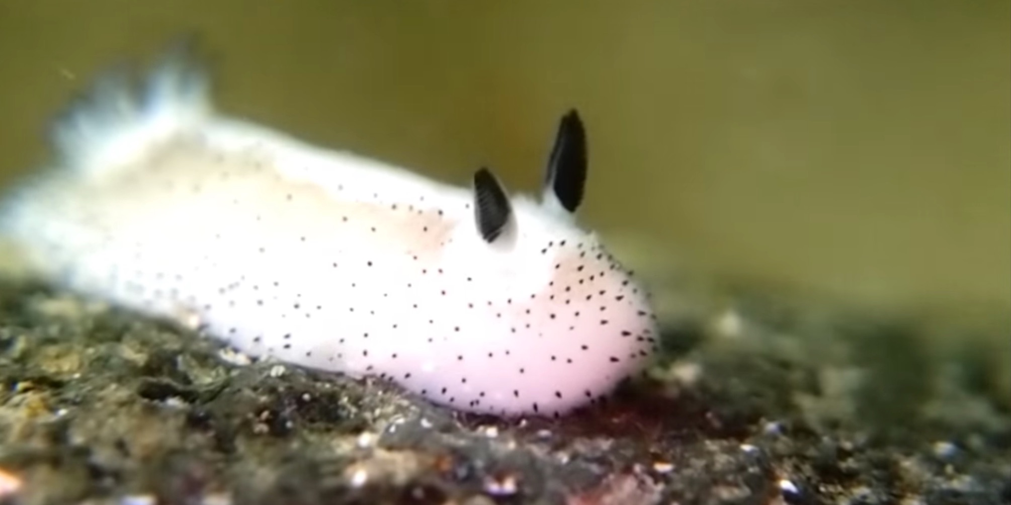 sea-bunny-nudibranch-2