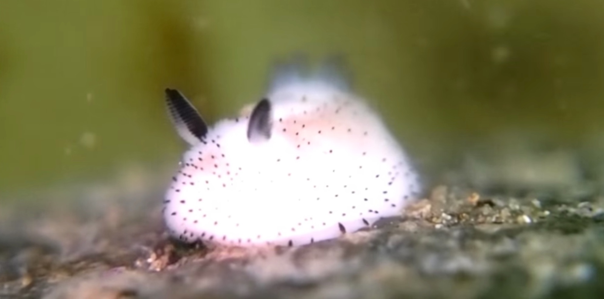 sea-bunny-nudibranch