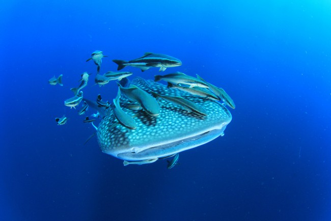 Maldives Whale Shark