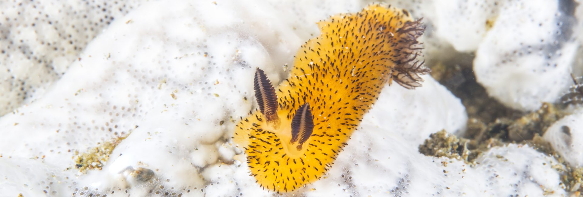 10 Facts About the Sea Bunny Slug