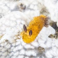 a yellow sea bunny nudibranch, Nudibranch Jorunna parva, crawling very slowly on coral reef of Anilao area, the Philippines.