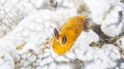 a yellow sea bunny nudibranch, Nudibranch Jorunna parva, crawling very slowly on coral reef of Anilao area, the Philippines.