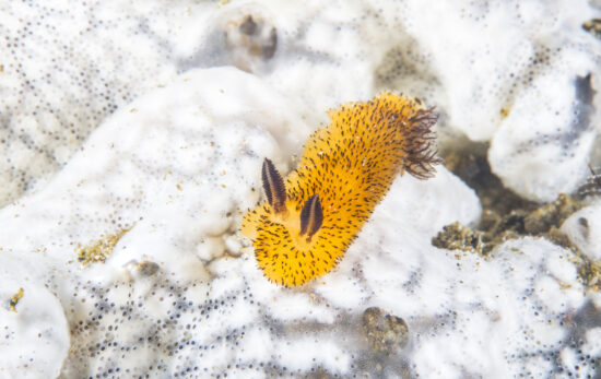 a yellow sea bunny nudibranch, Nudibranch Jorunna parva, crawling very slowly on coral reef of Anilao area, the Philippines.