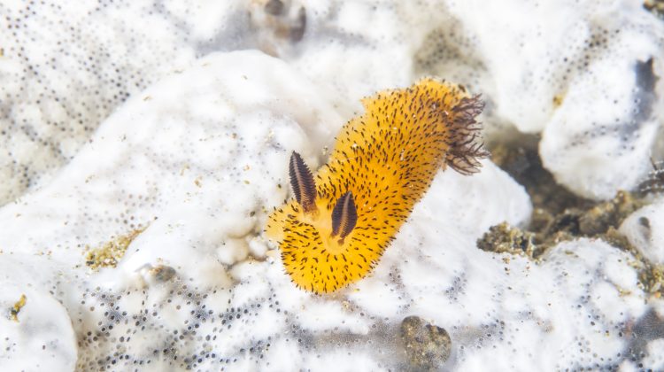 a yellow sea bunny nudibranch, Nudibranch Jorunna parva, crawling very slowly on coral reef of Anilao area, the Philippines.
