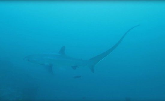 Scuba Diving Malapascua Island - Thresher Shark