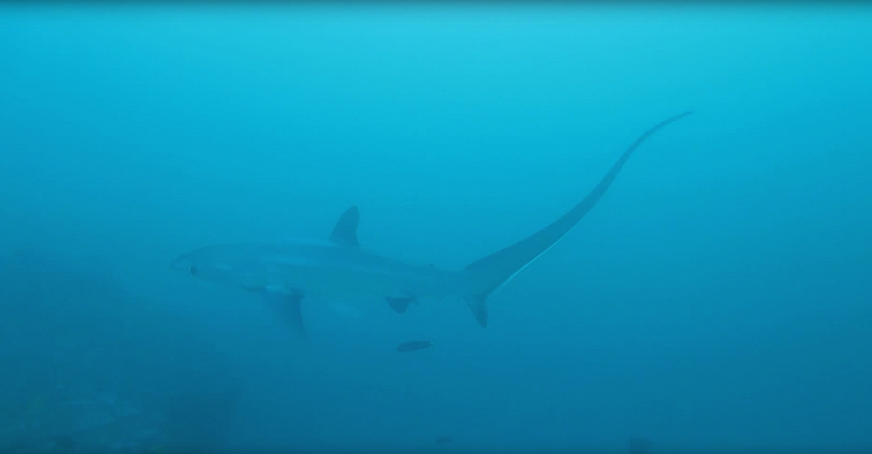 Scuba Diving Malapascua Island - Thresher Shark