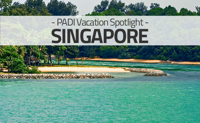 Diving in Singapore - Vacation Spotlight