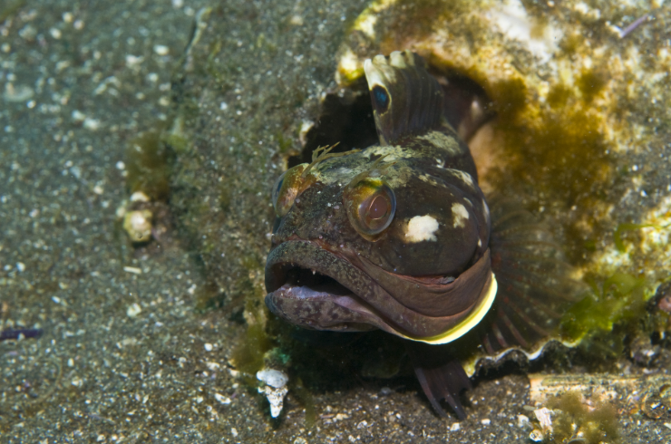 Sarcastic Fringehead fish