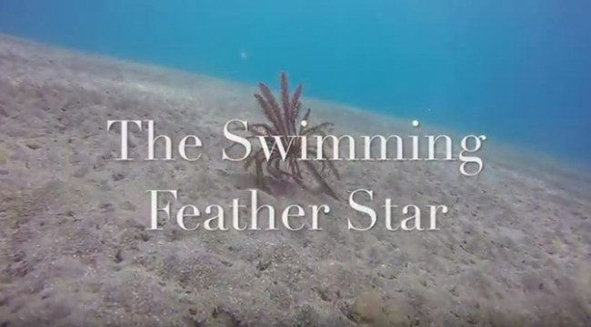 Rare Video of Swimming Feather Star