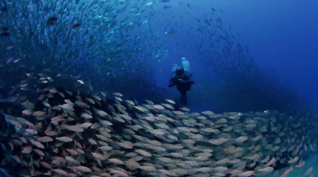 canary-islands-fish