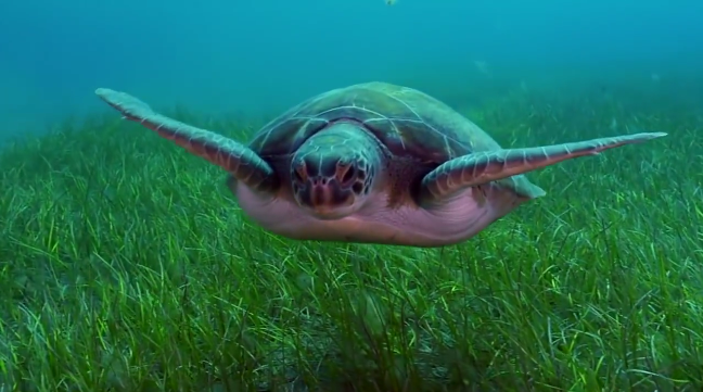 canary-islands-turtle