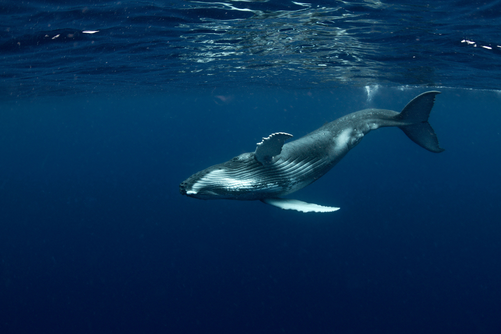 humpback-whale-calf