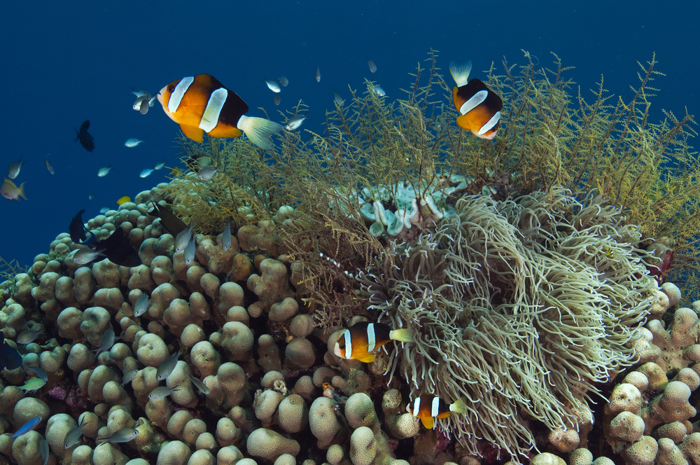 indonesia-coral-clark-anenome-fish