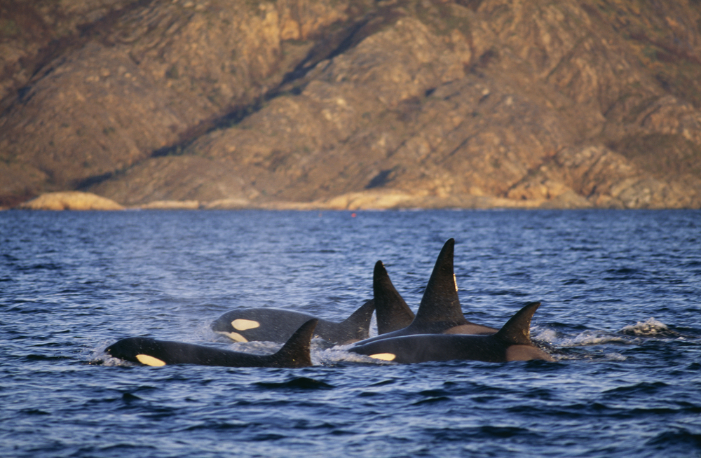 orca-whales-norway