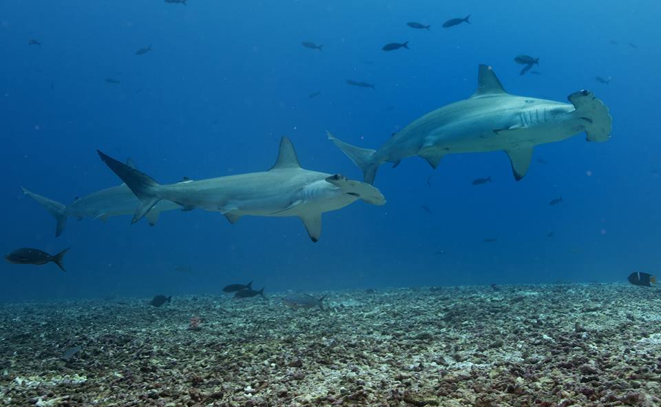 roberto-ochoa-hammerheads-galapagos