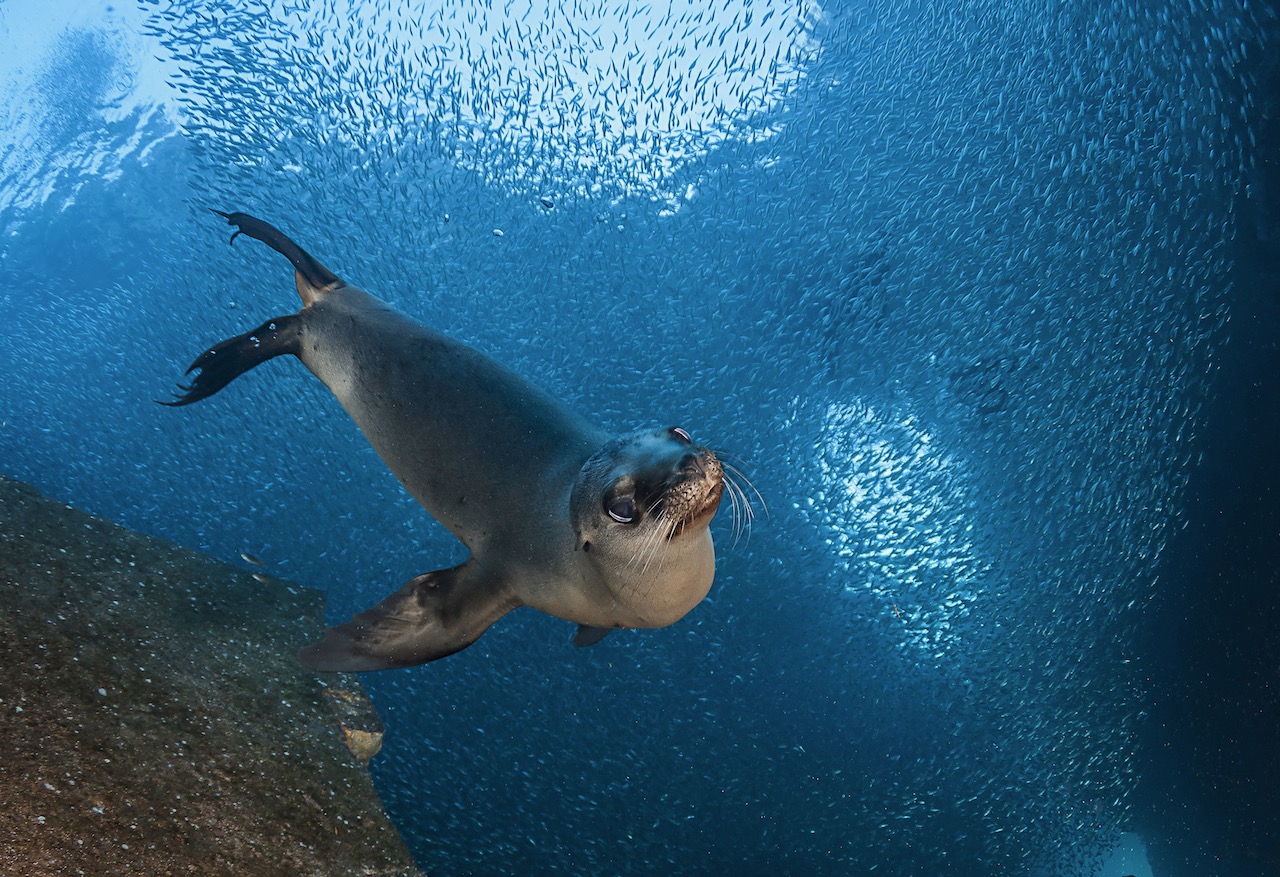 a sea lion swims through a school of fish in deep blue water