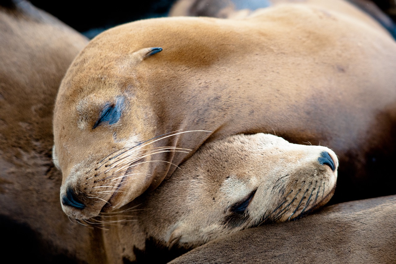 A pair of sea lions sleep with their heads resting on each other