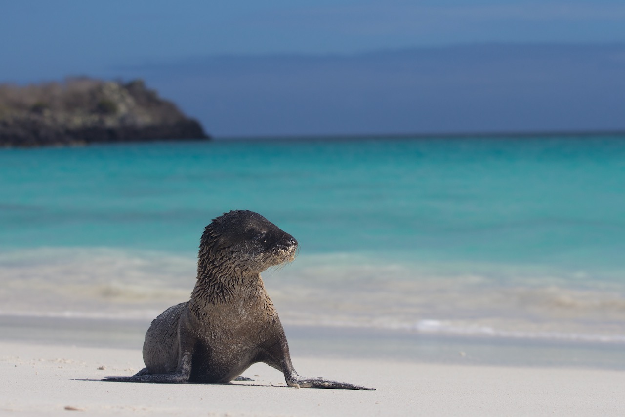 a juvenile sea lion exits the water onto a white sand beach