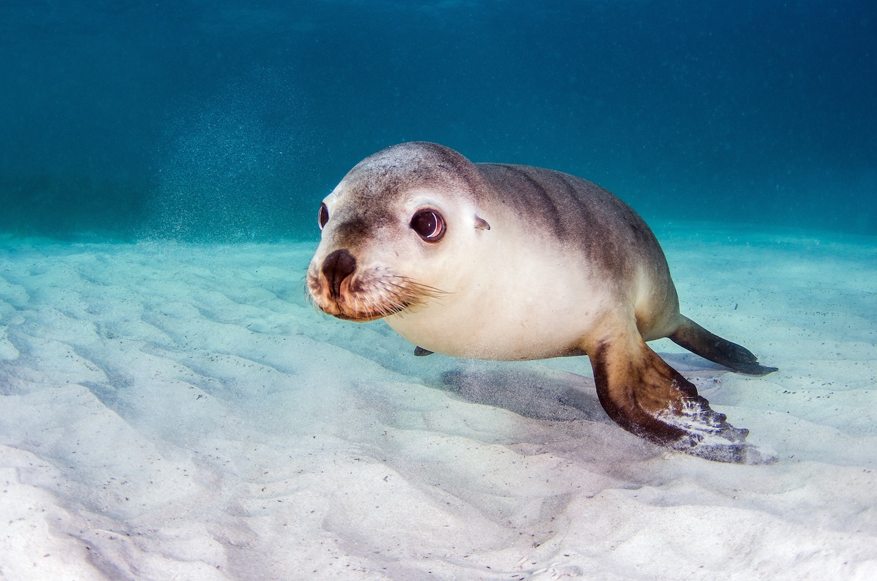 a white/gray sea lion swims along white sand in clear water