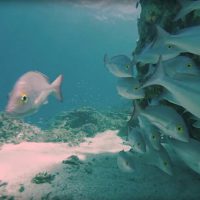 Seaview 360 diving videos