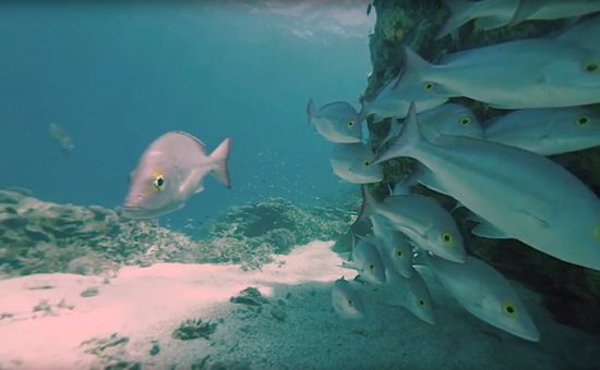 Seaview 360 diving videos