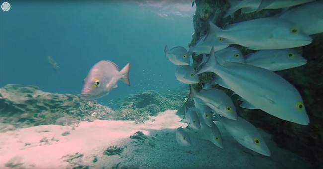 Amazing 360° Diving Videos from Australia