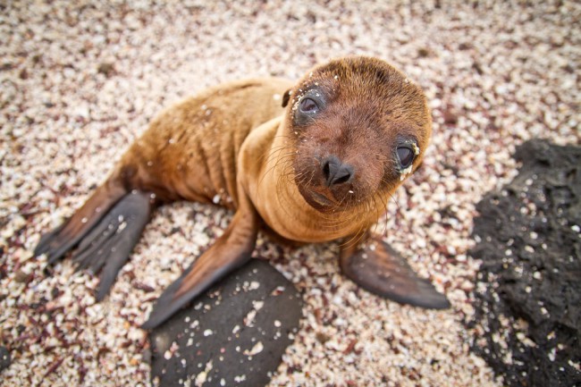 A pinniped pup sitting on a beach, looking up at the camera; sea lions were almost extinct but are now protected