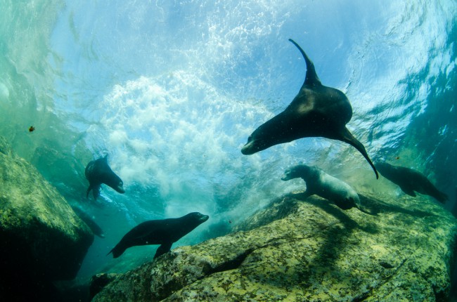 A group of Californians, which are one of the six sea lion species you can still see today