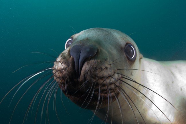 A close-up shot that shows off long whiskers which are used to forage for small prey among the reef