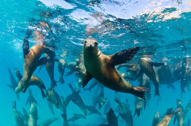 A group of sea lions beneath the surface, a common sight since these are very social creatures with large colonies