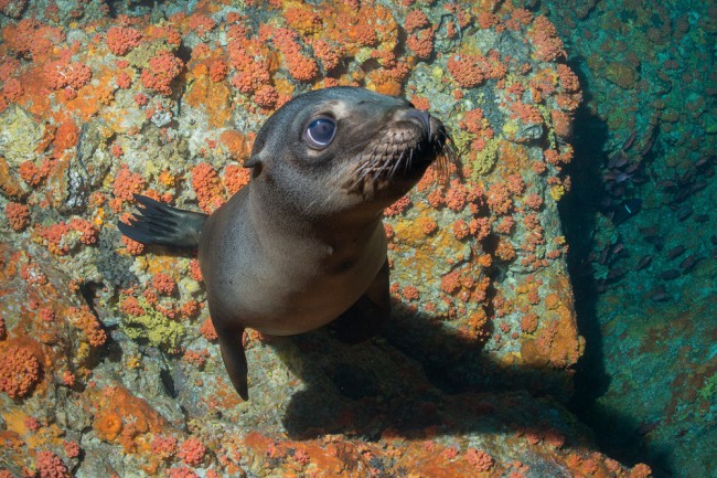 A popular marine mammal on a reef during a scuba dive; they are naturally curious and will often approach people
