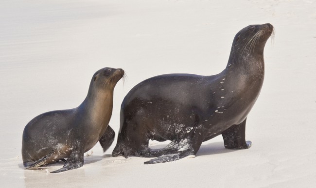 A sea lion mother walks along the beach with her pup behind; the ability to walk on land differentiates them from true seals