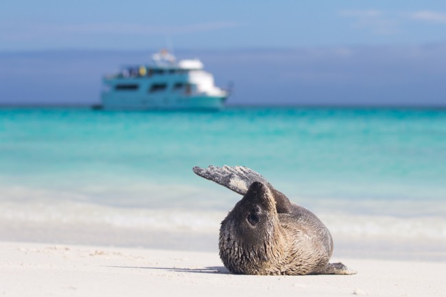 A sea lion rolling around playfully on a beach in the Galapagos Islands, with a scuba diving boat in the background