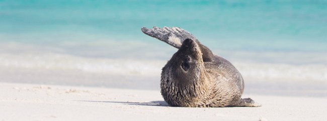 Sea Lion in Galapagos